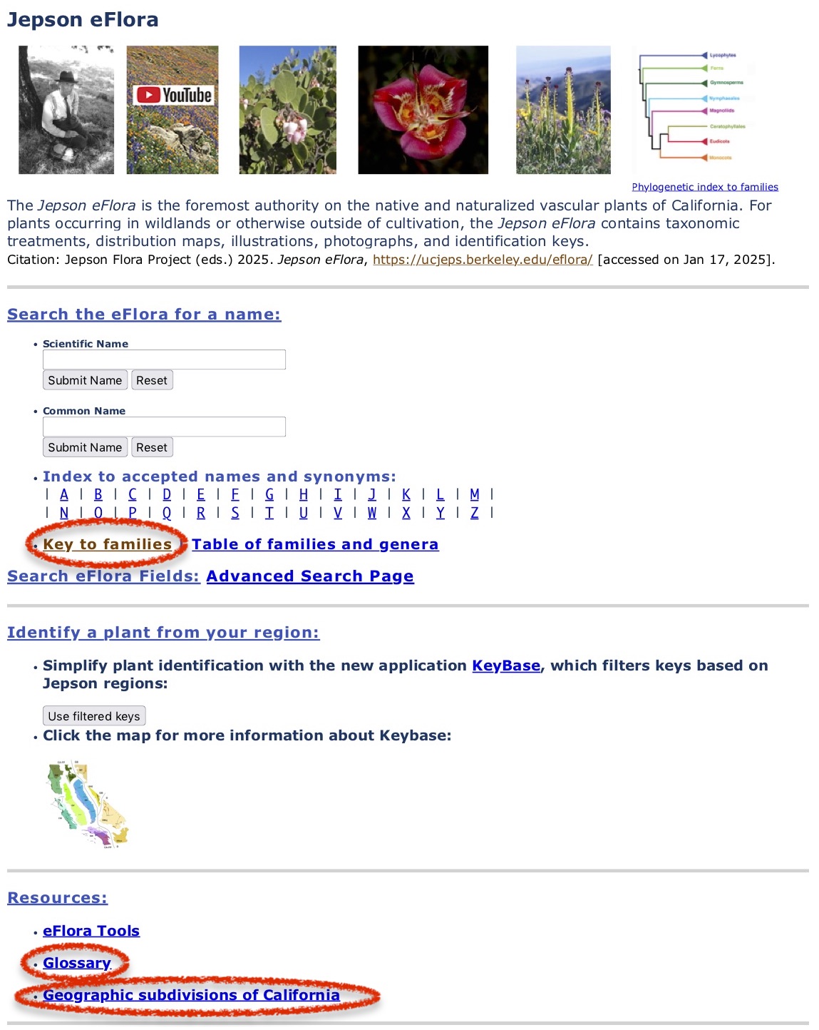 Image of Jepson eFlora main page